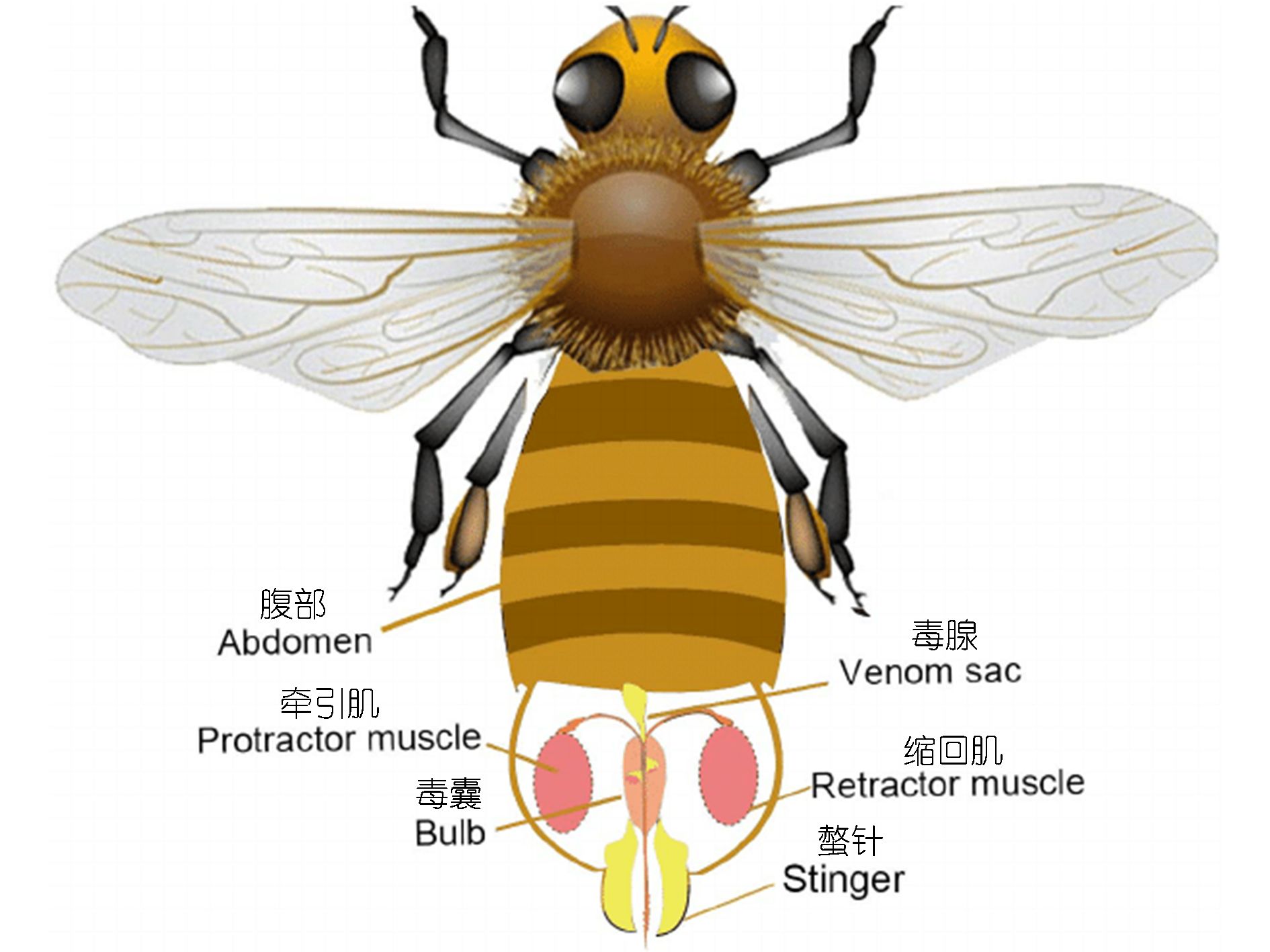 蜜蜂实验示意图图片